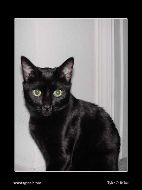 Benjiman Kitty