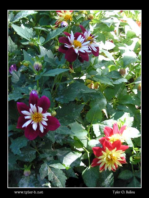 Bonfante Gardens 01 - Gilroy, CA