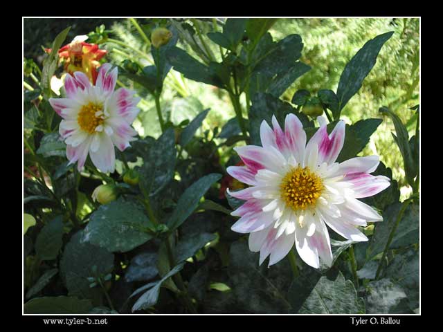Bonfante Gardens 02 - Gilroy, CA