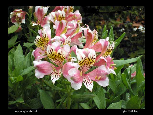Bonfante Gardens 04 - Gilroy, CA
