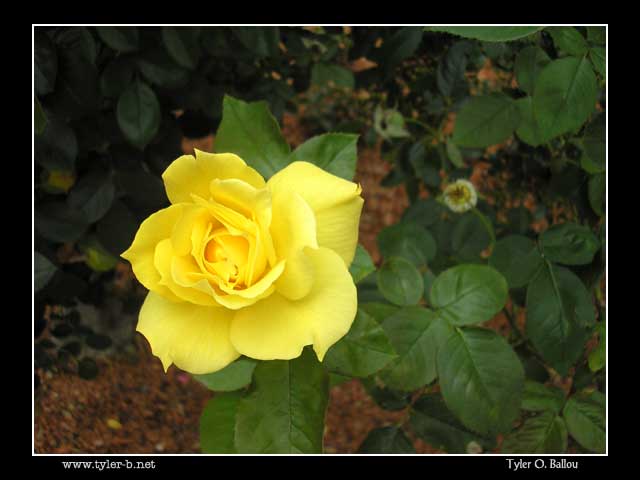 Bonfante Gardens 05 - Gilroy, CA
