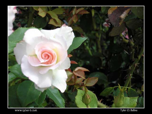 Bonfante Gardens 06 - Gilroy, CA