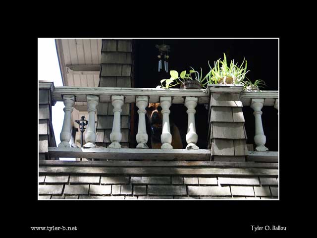 A dog on it's balcony