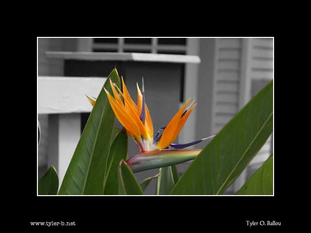 Bird of Paradise Ed.