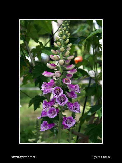 Downtown Flowers 02