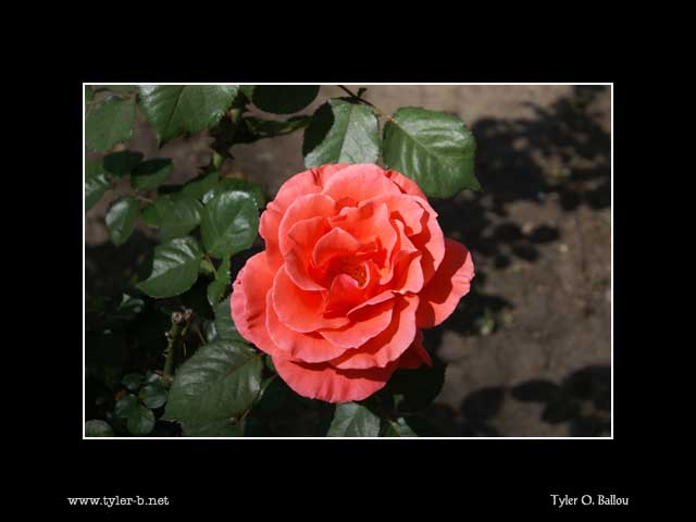 Downtown Flowers 03