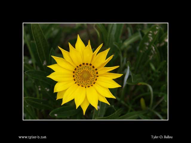 Downtown Sunflower