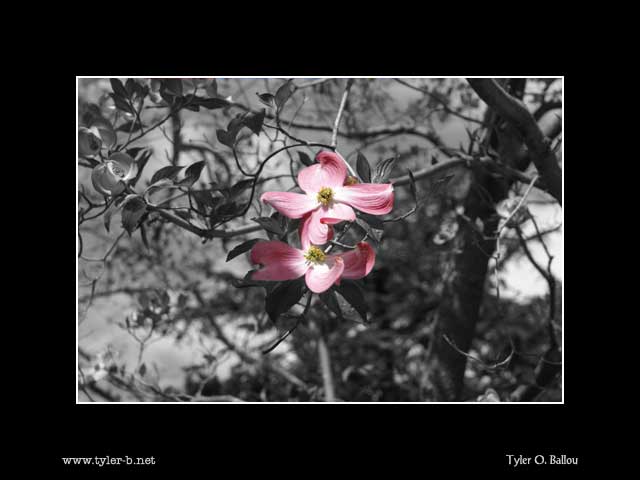 Tree Flower Ed.