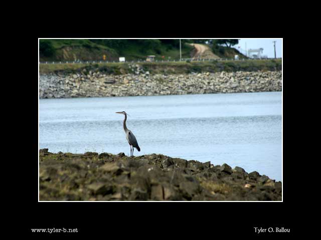 Folsom Lake Bird