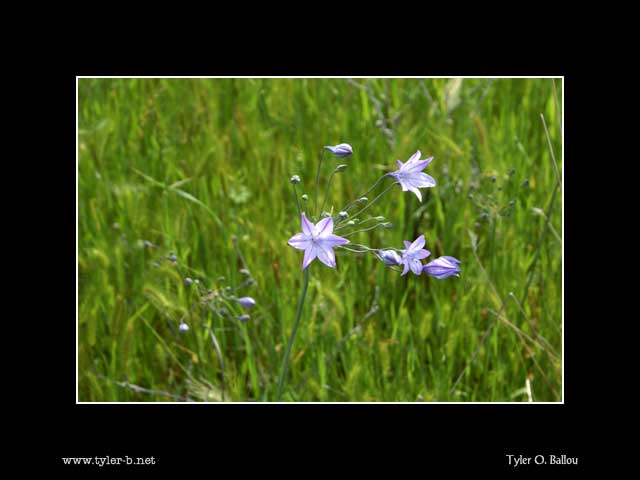 Folsom Lake Flower 02
