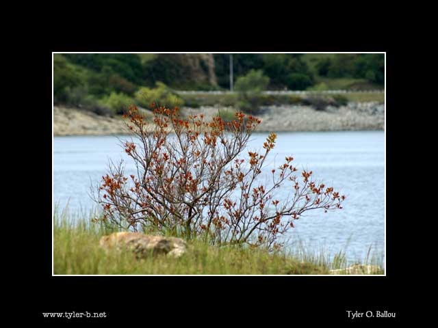 Folsom Lake Tree