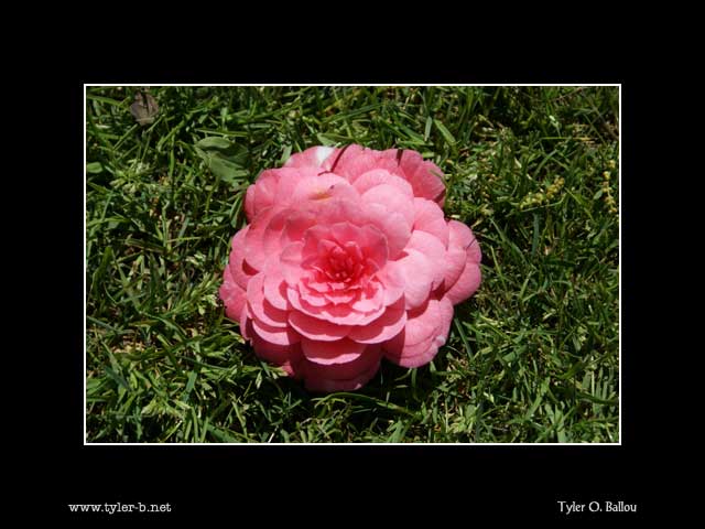 Pink Rose