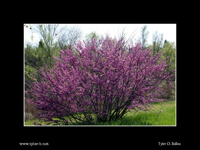 Purple Tree