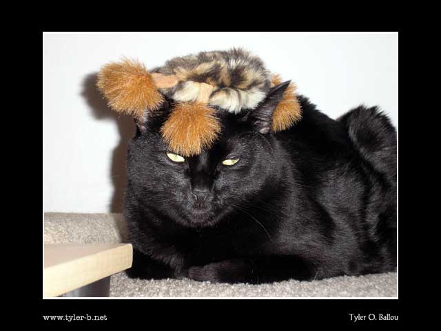 Unhappy Cat