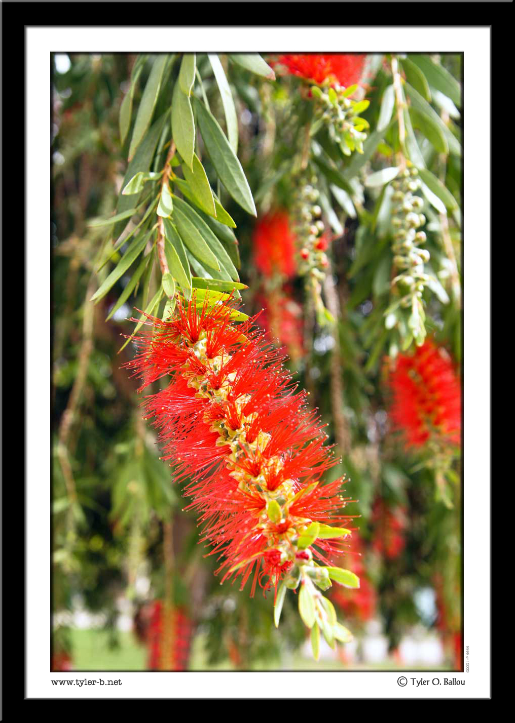 ASU Plant Life 2
