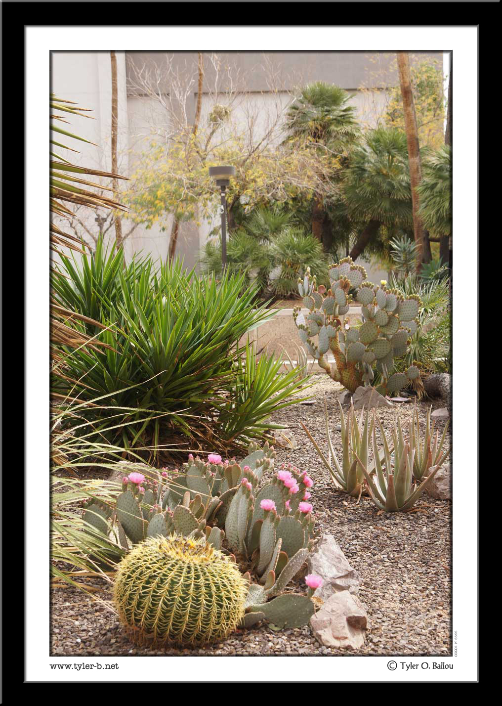 ASU Plant Life 1