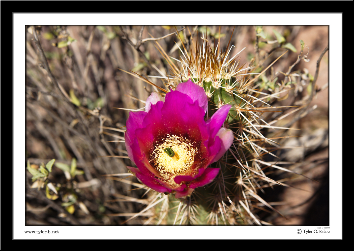 Cactus Flower