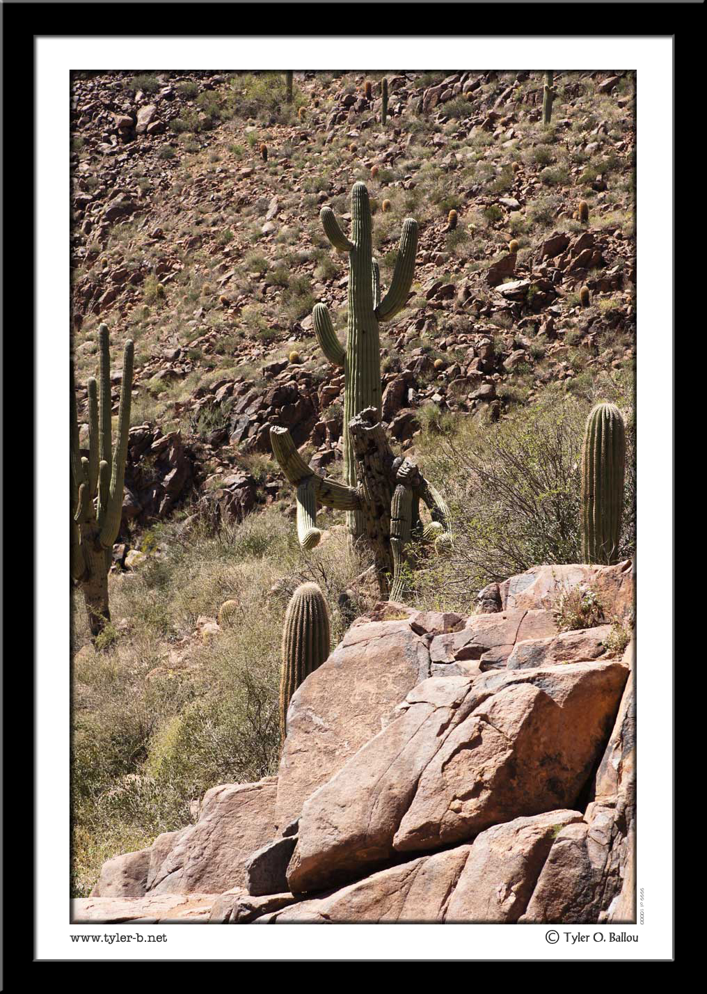 Cactus Monster