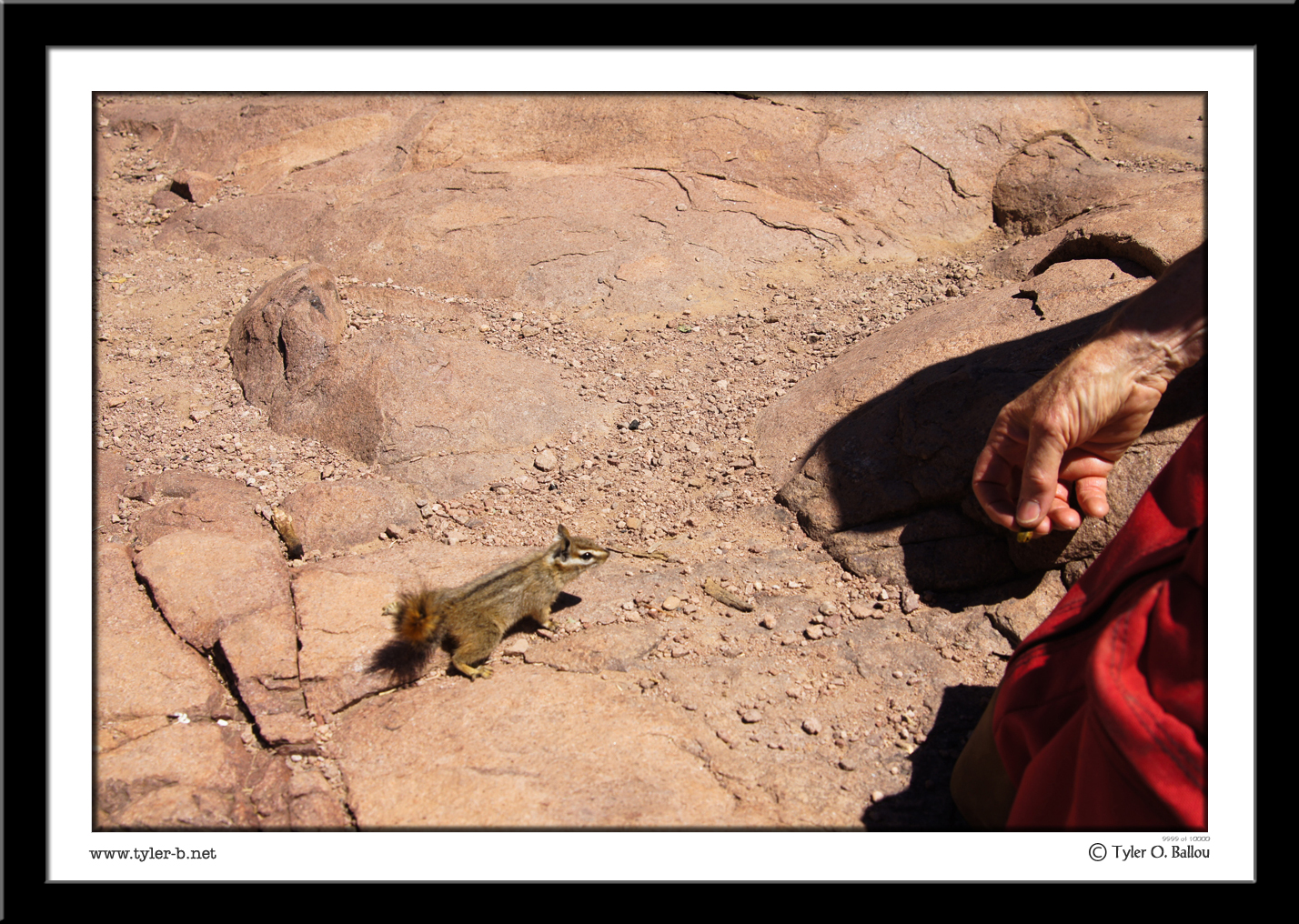 Hungry Chipmunk