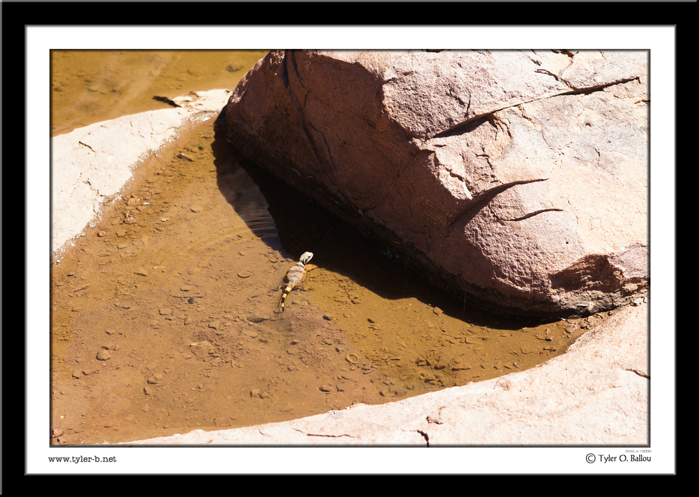 Desert Lizard