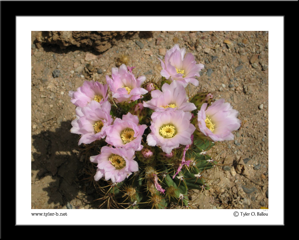 Cactus Flower 02 - Arizona