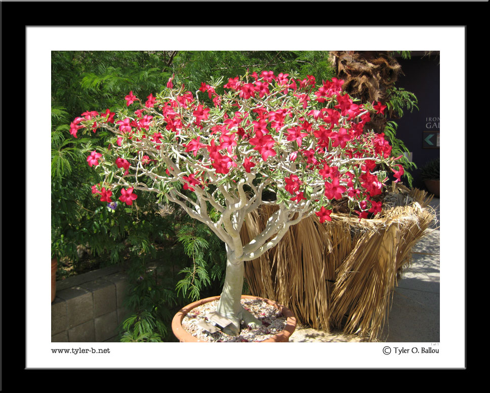 Desert Flowering Tree - Arizona