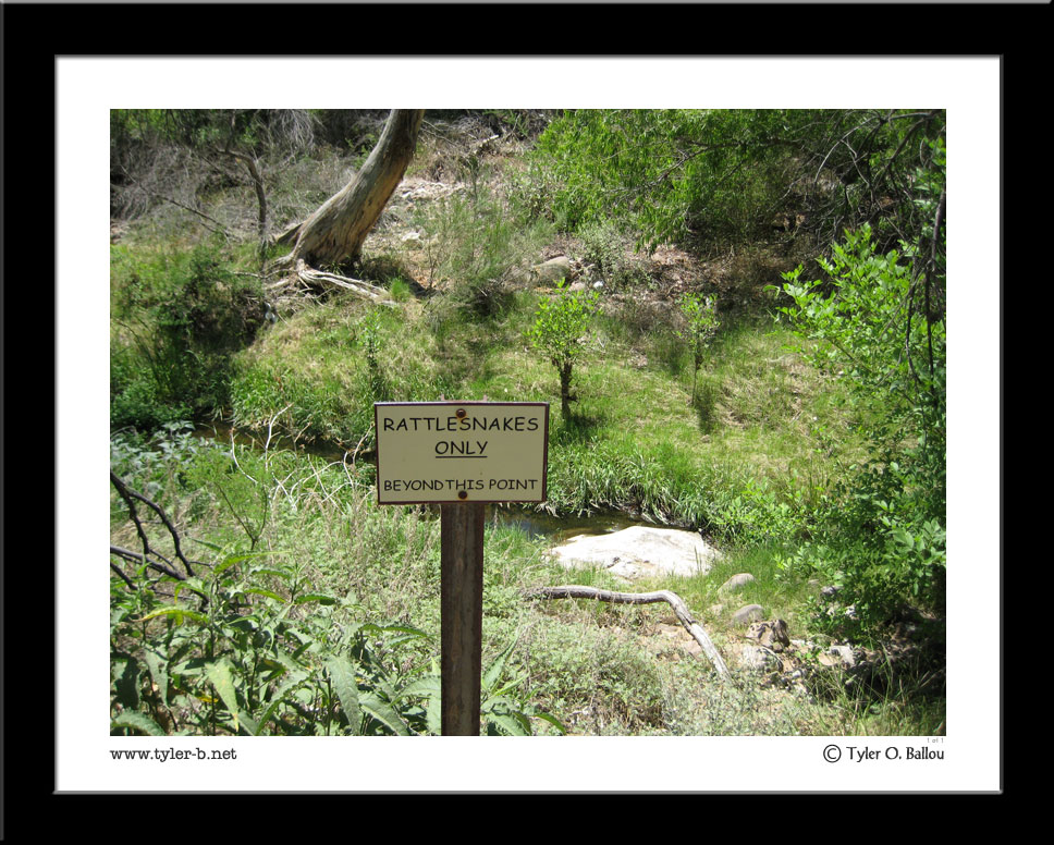 Rattlesnakes ONLY - Arizona