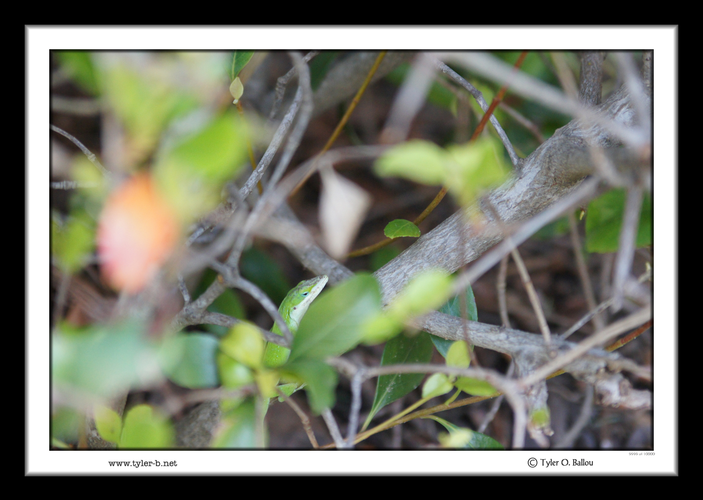 Green Gecko
