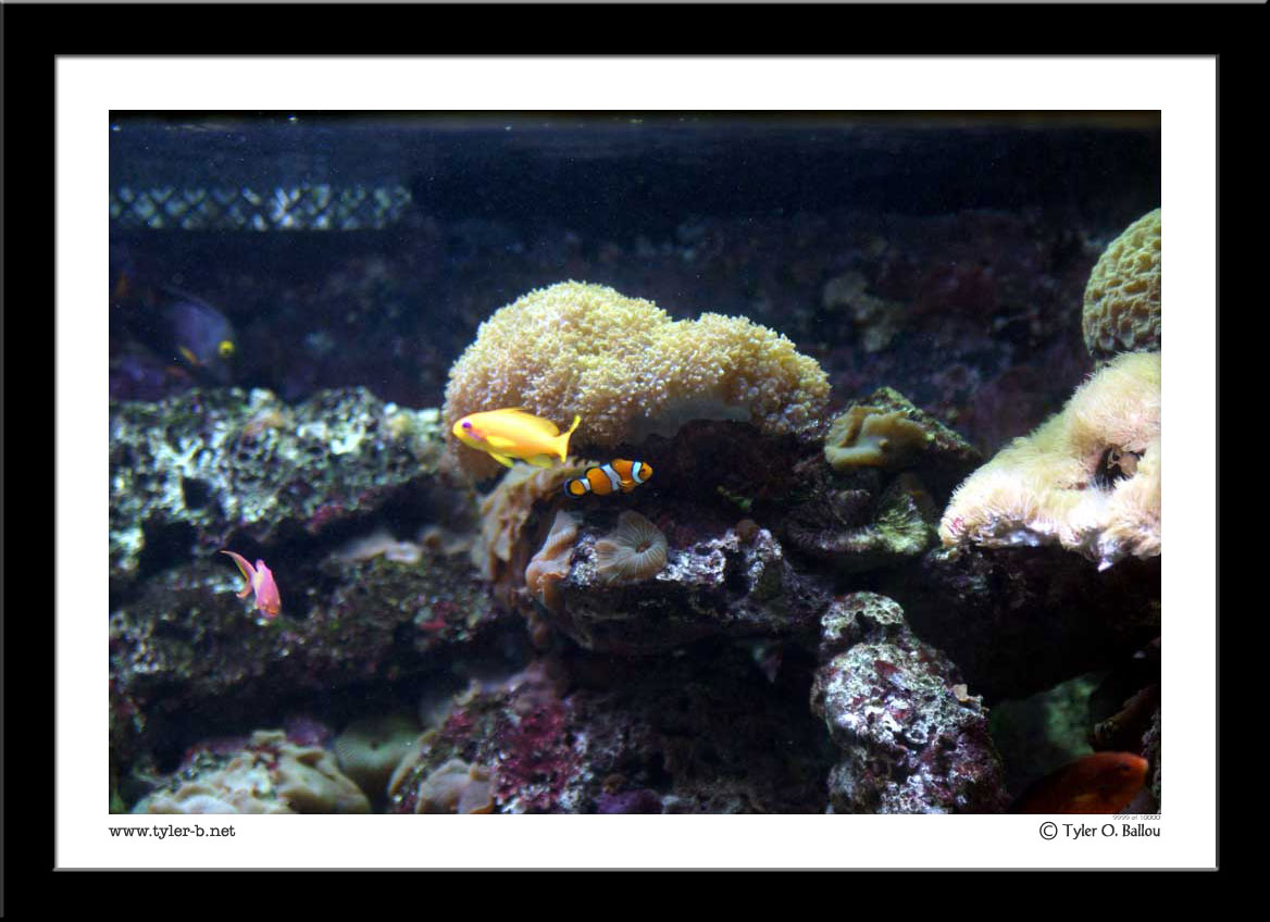 Houston Zoo 01 
