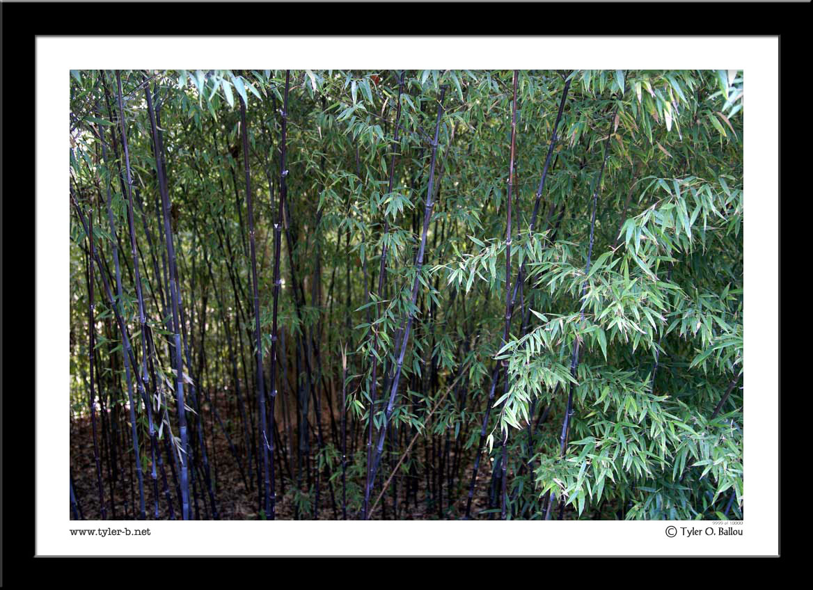 Harmann Park - Japanese Garden 01 