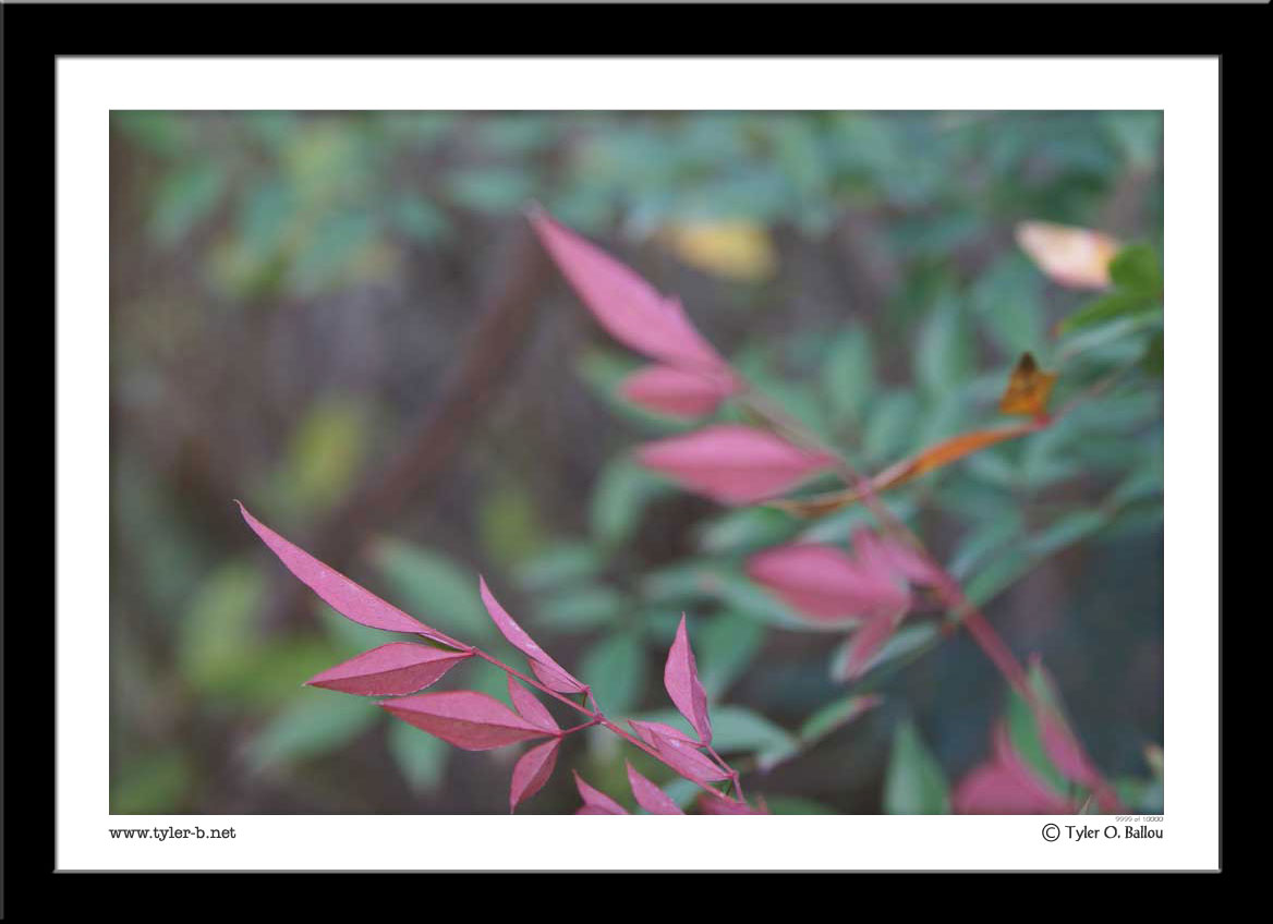 Harmann Park - Japanese Garden 04