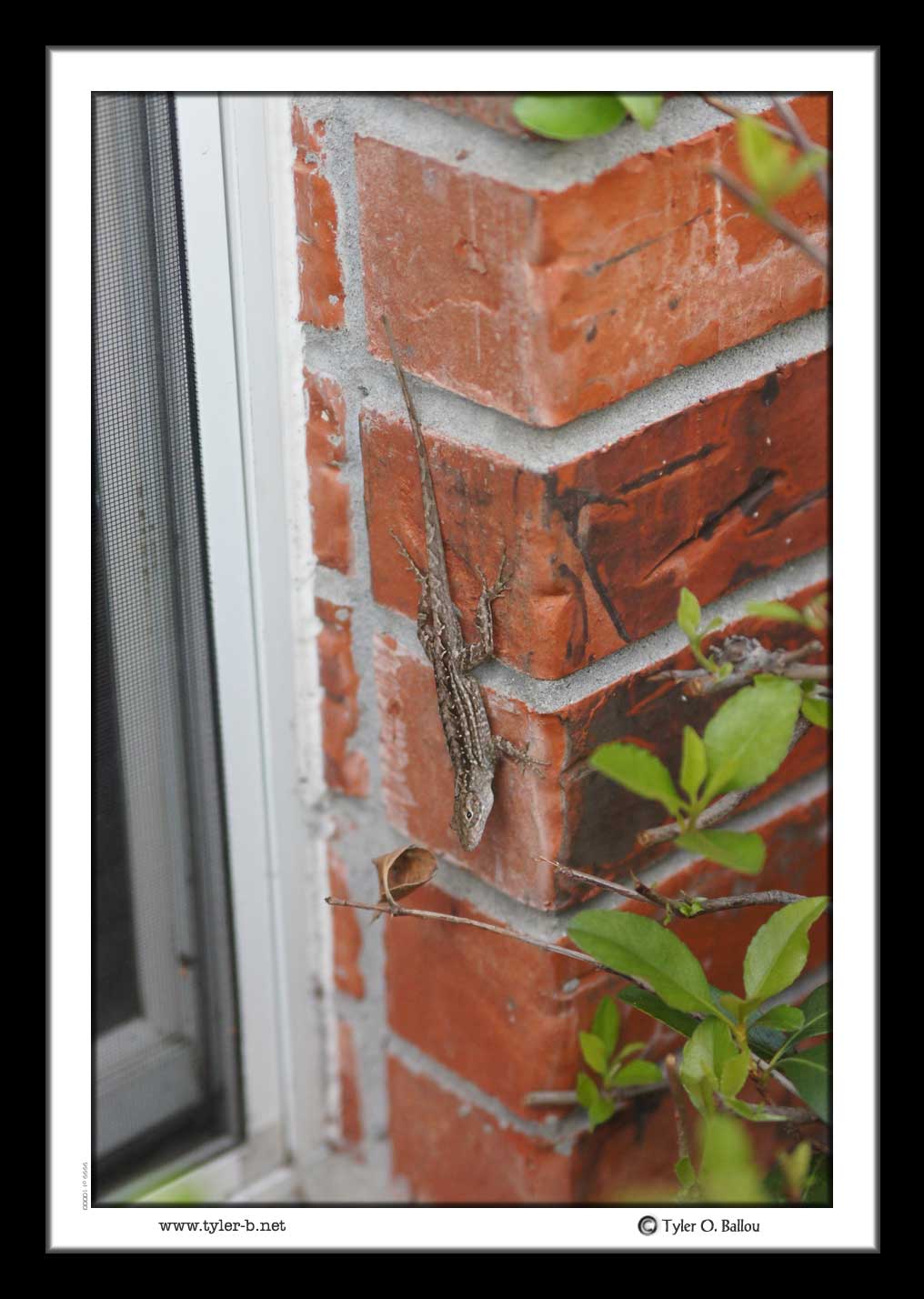 Texas Gecko
