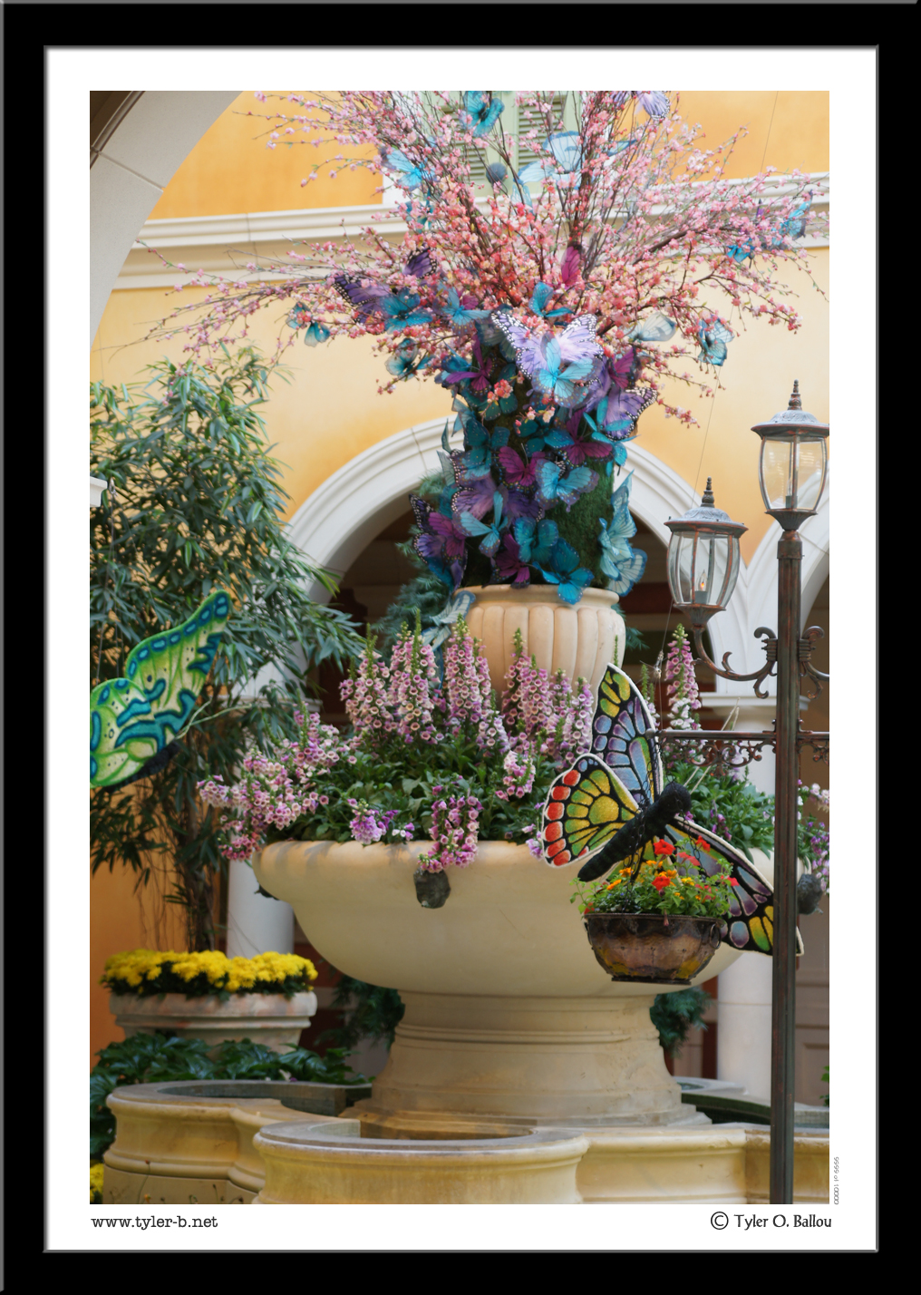 Butterfly Tree - Las Vegas, NV - 2013