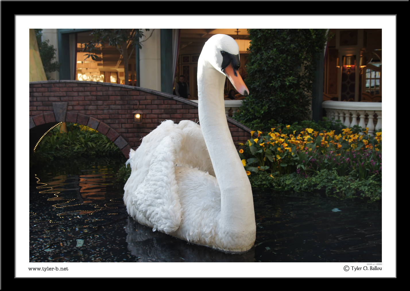 Swan - Las Vegas, NV - 2013