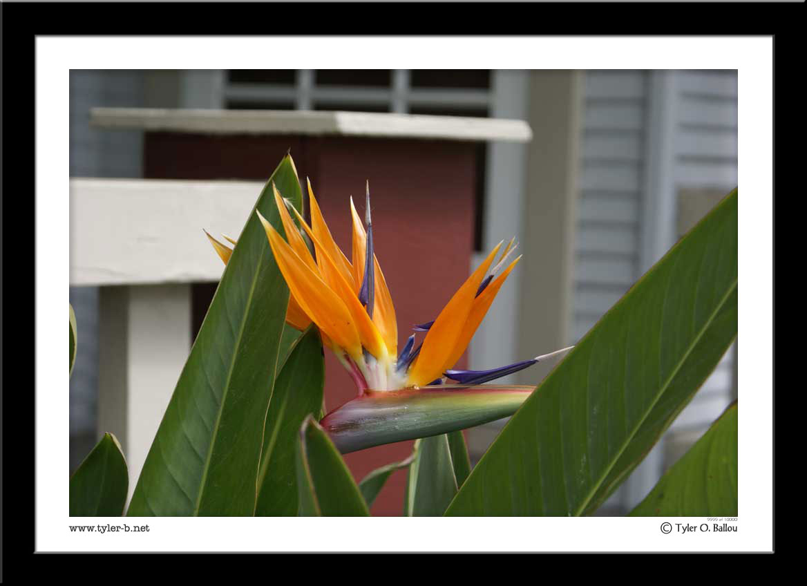 Bird of Paradise
