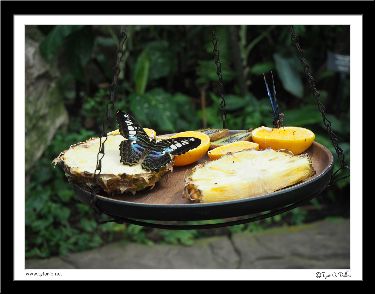 Butterfly's Eating 02