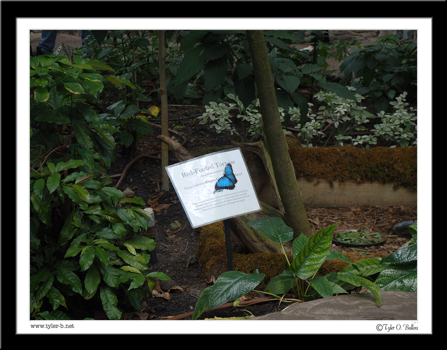 Butterfly - Tortoise Sign