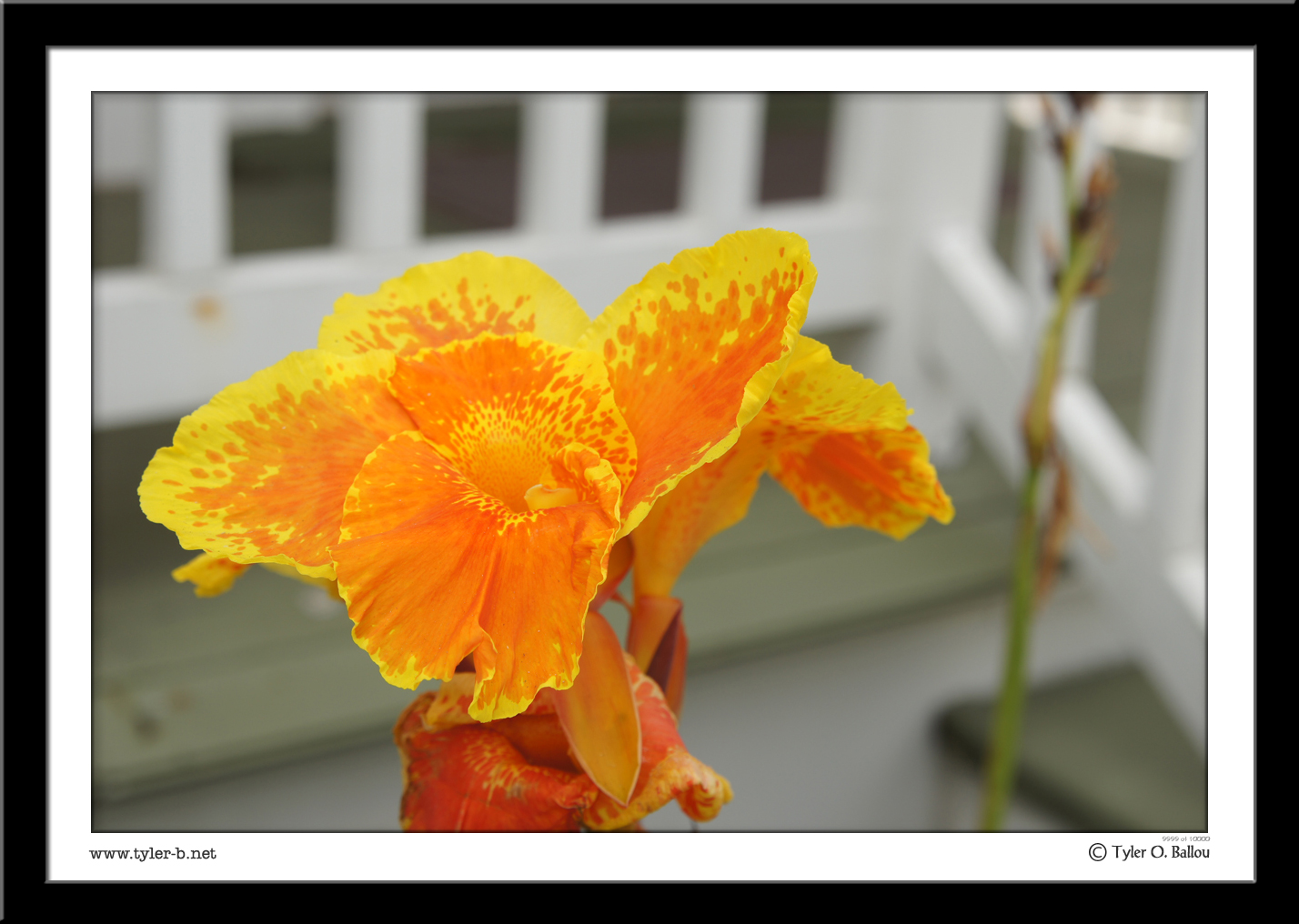 Flower 3