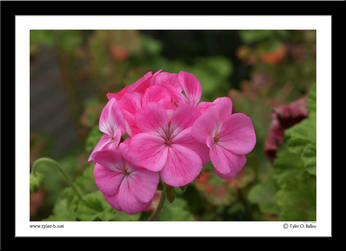 Hydrangea