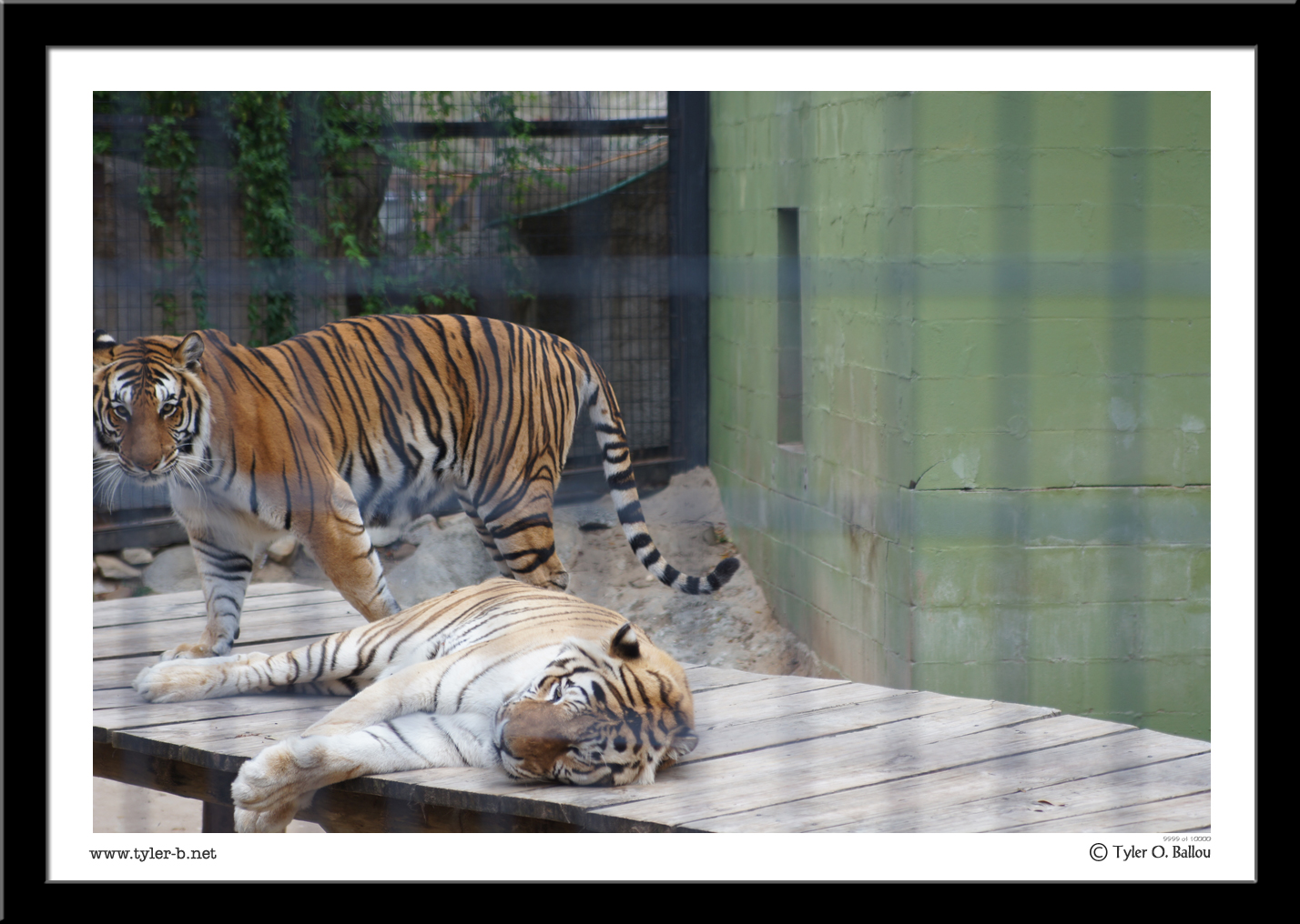 Cute Couple - Texas Zoo - Victoria, TX