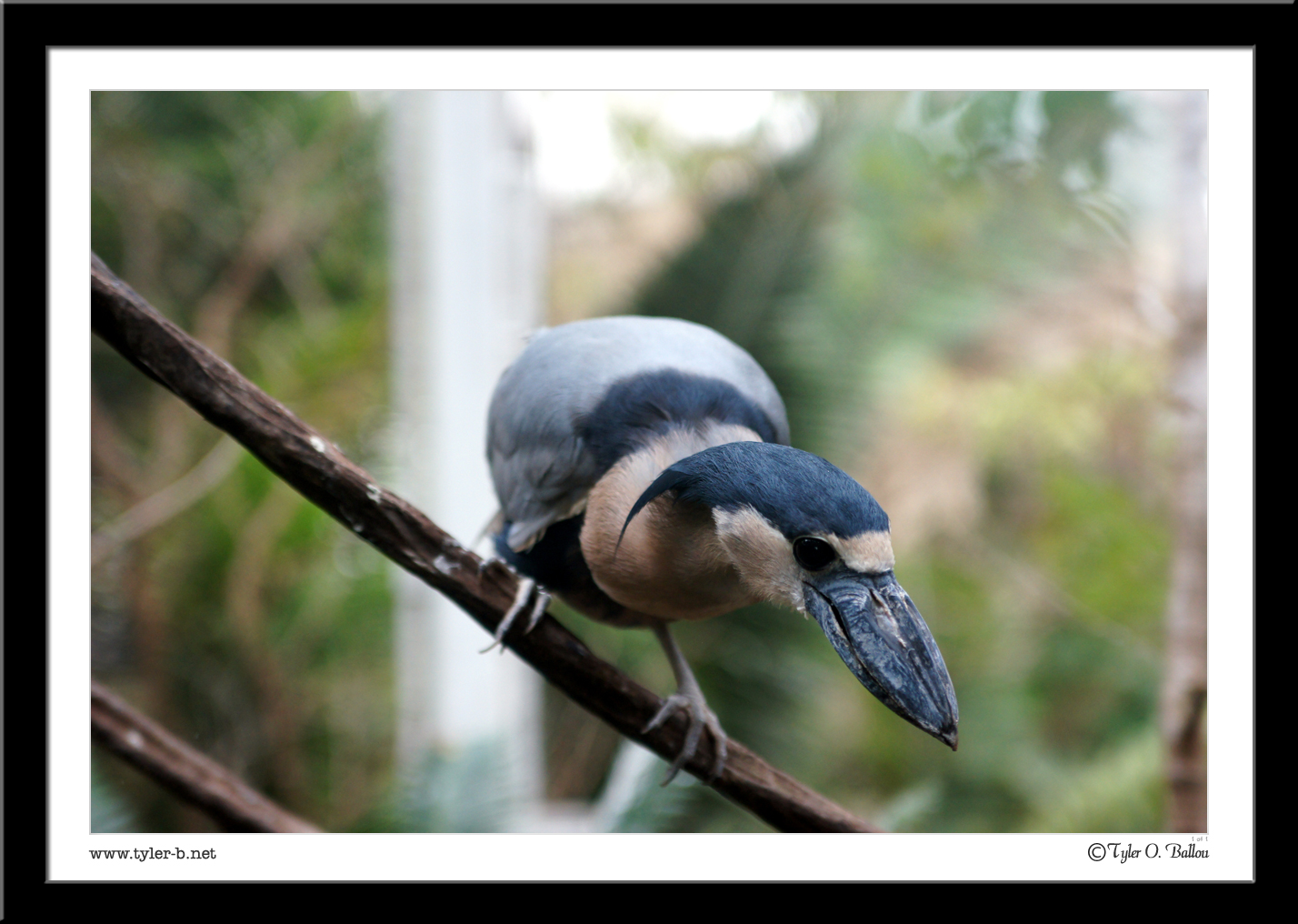 Dallas World Aquarium (And zoo) 02 - Dallas, TX