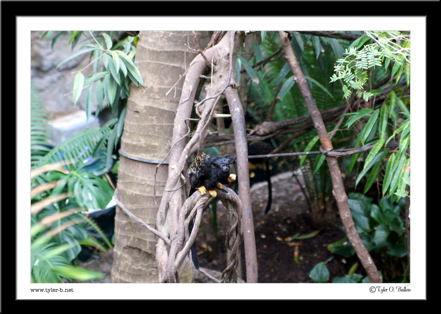 Dallas World Aquarium (And zoo) 09 - Dallas, TX