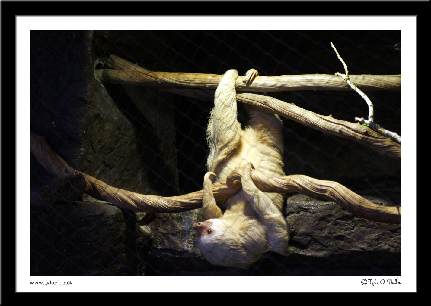 Dallas World Aquarium (And zoo) 11 - Dallas, TX