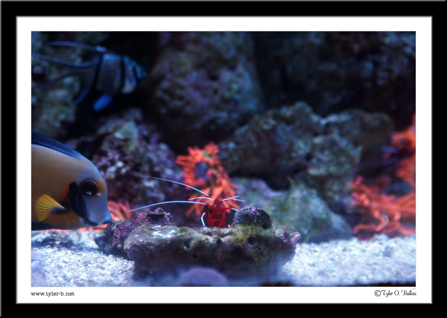 Dallas World Aquarium (And zoo) 17 - Dallas, TX