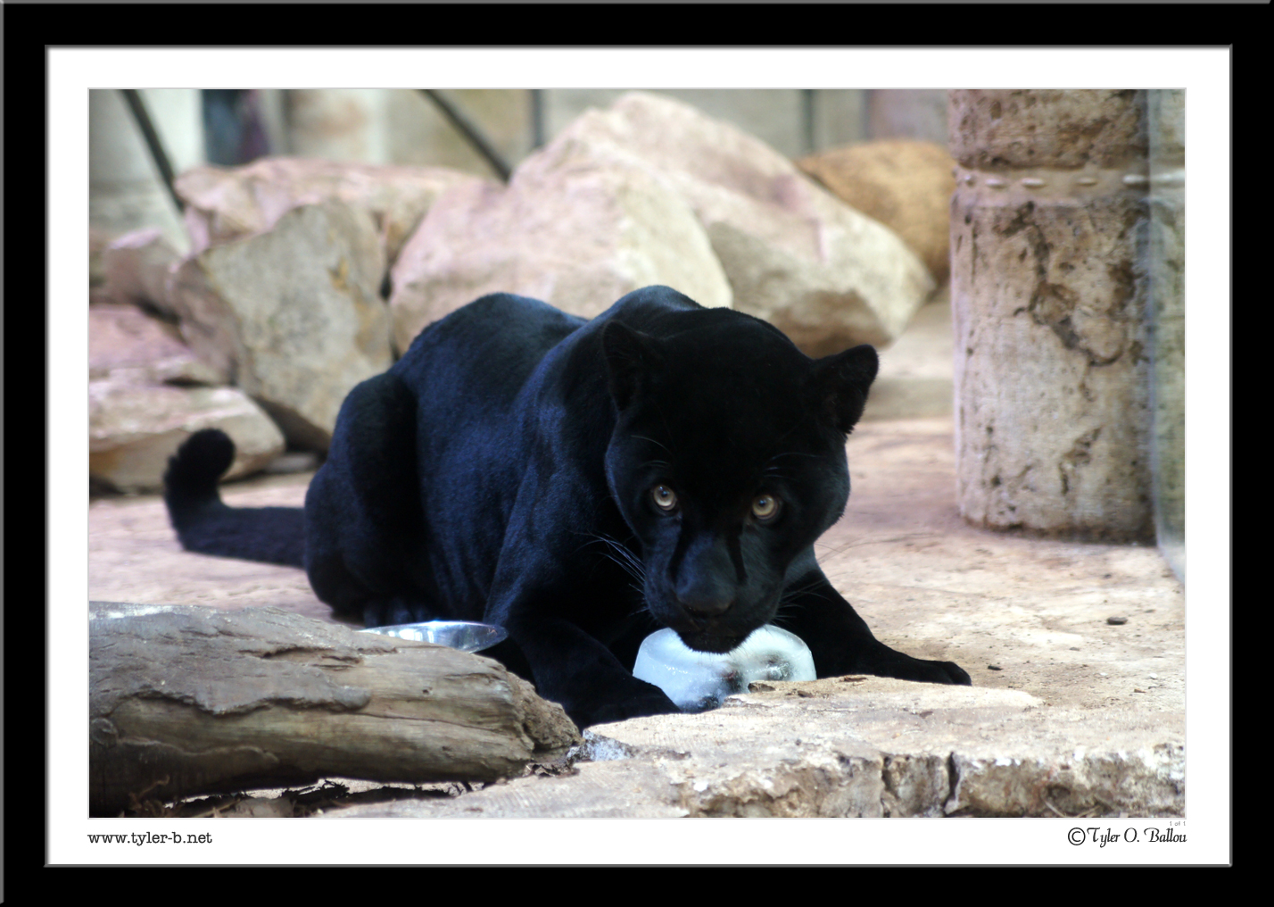 Dallas World Aquarium (And zoo) 24 - Dallas, TX