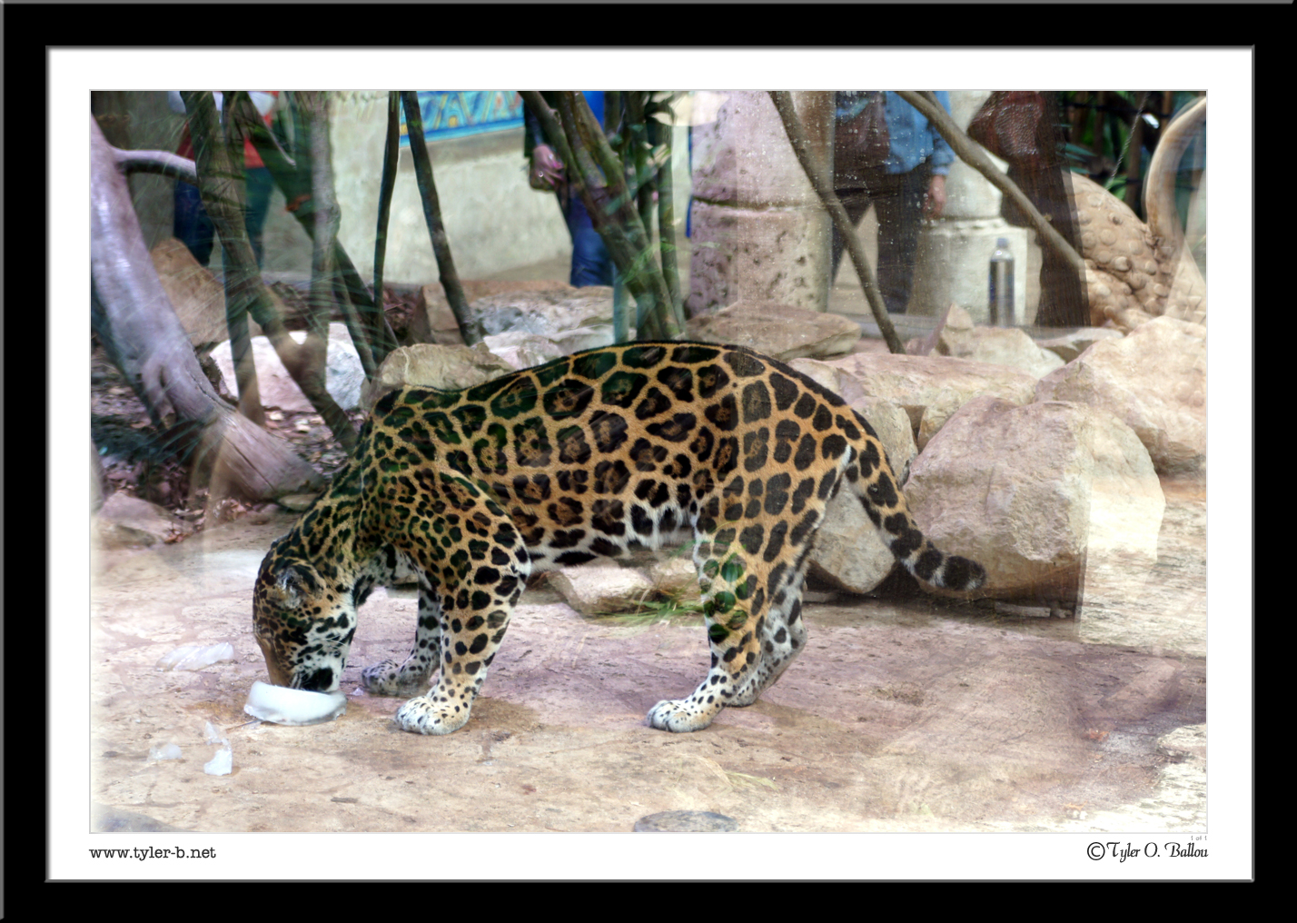 Dallas World Aquarium (And zoo) 29 - Dallas, TX