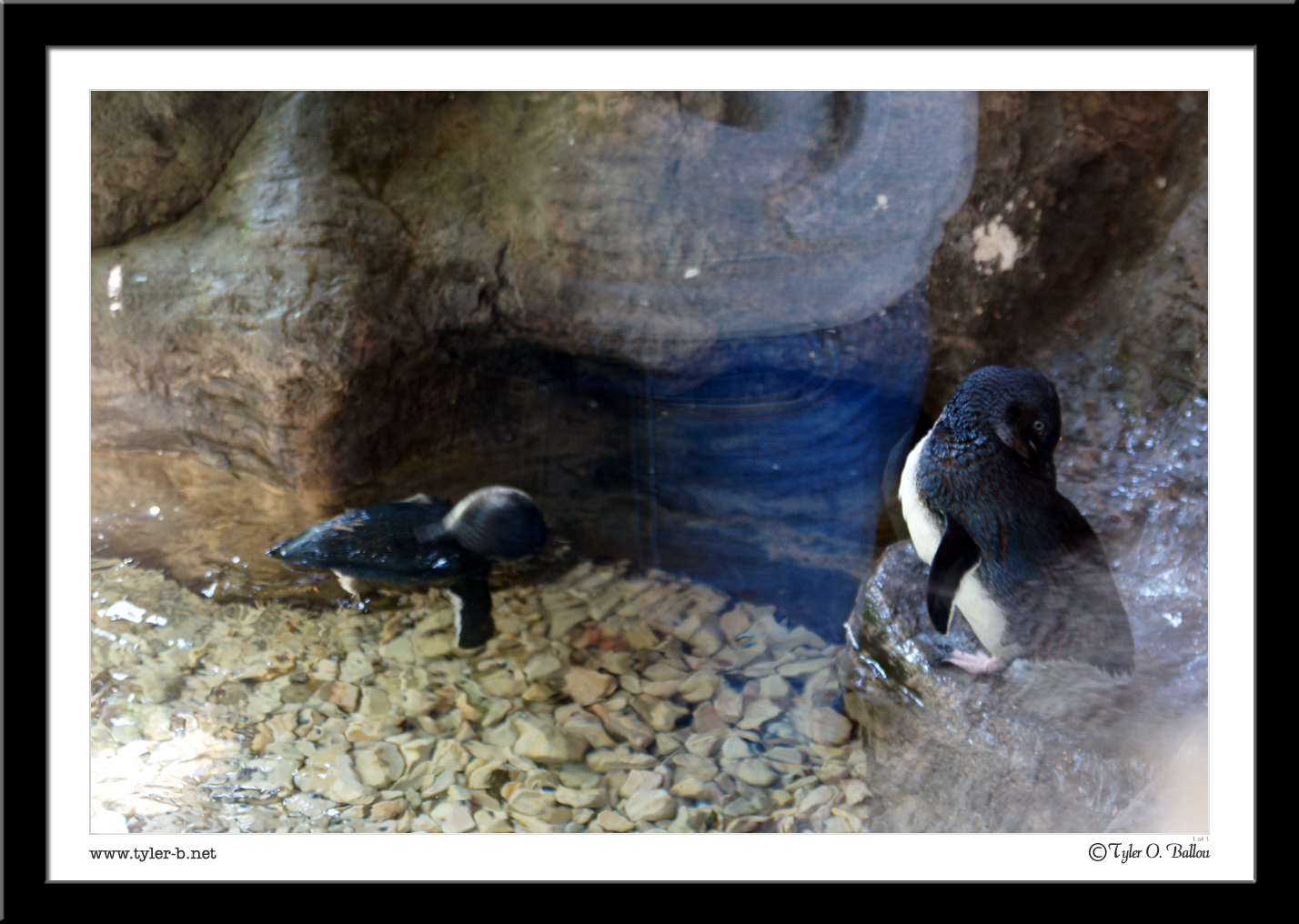 Dallas World Aquarium (And zoo) 30 - Dallas, TX