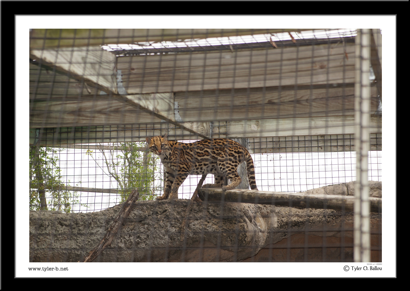 Frisky Cat - Texas Zoo - Victoria, TX
