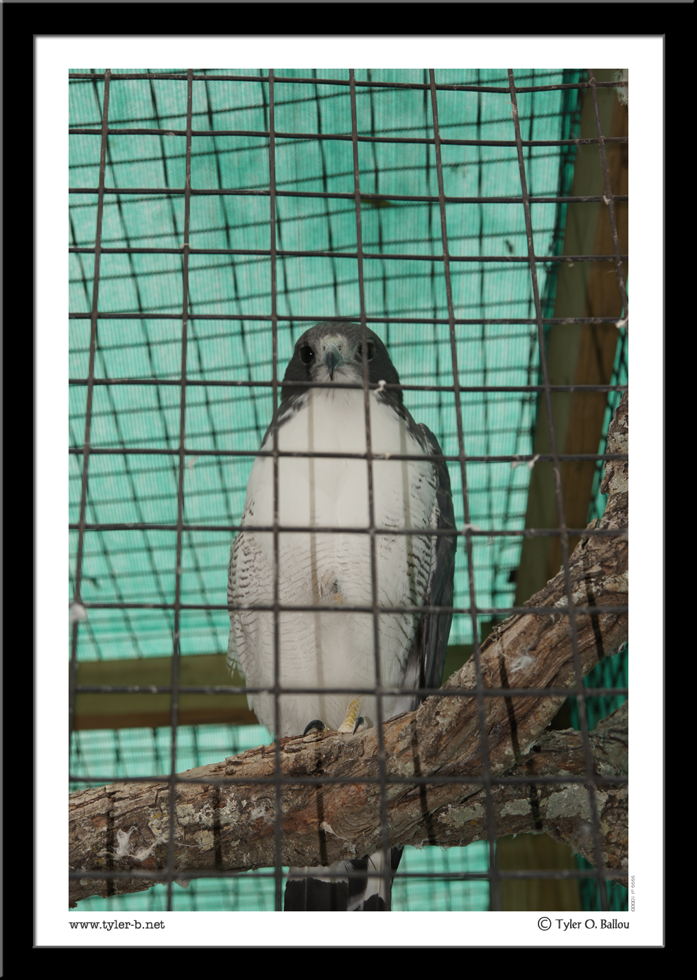 White Breasted Eagle - Texas Zoo - Victoria, TX